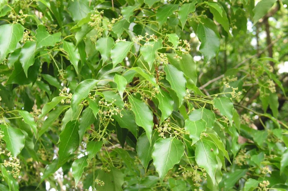 Trồng Và Chăm Sóc