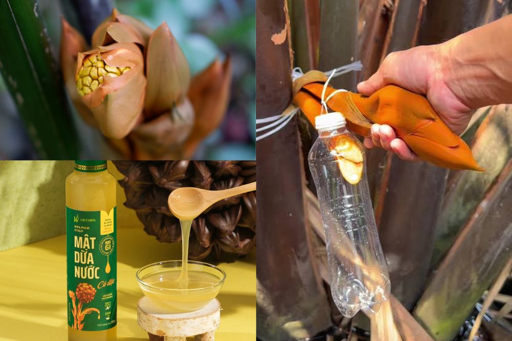 Cách Lấy Mật Hoa Dừa Nước