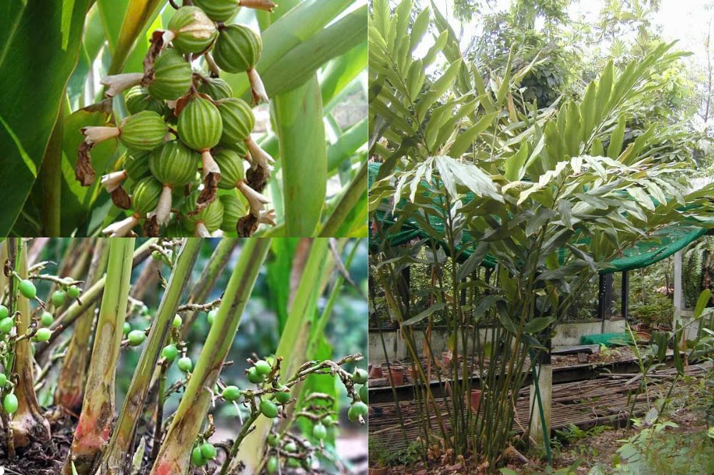 Đặc Điểm Cây Bạch Đậu Khấu