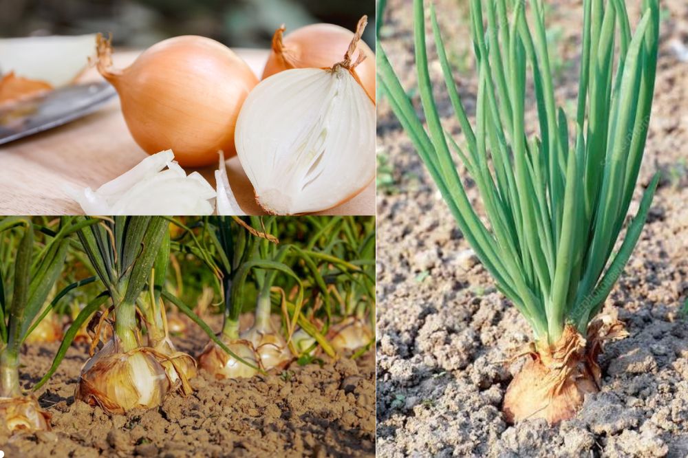 Đặc Điểm Củ Hành Tây