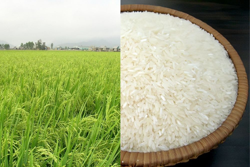 Đặc Điểm Lúa AS 996