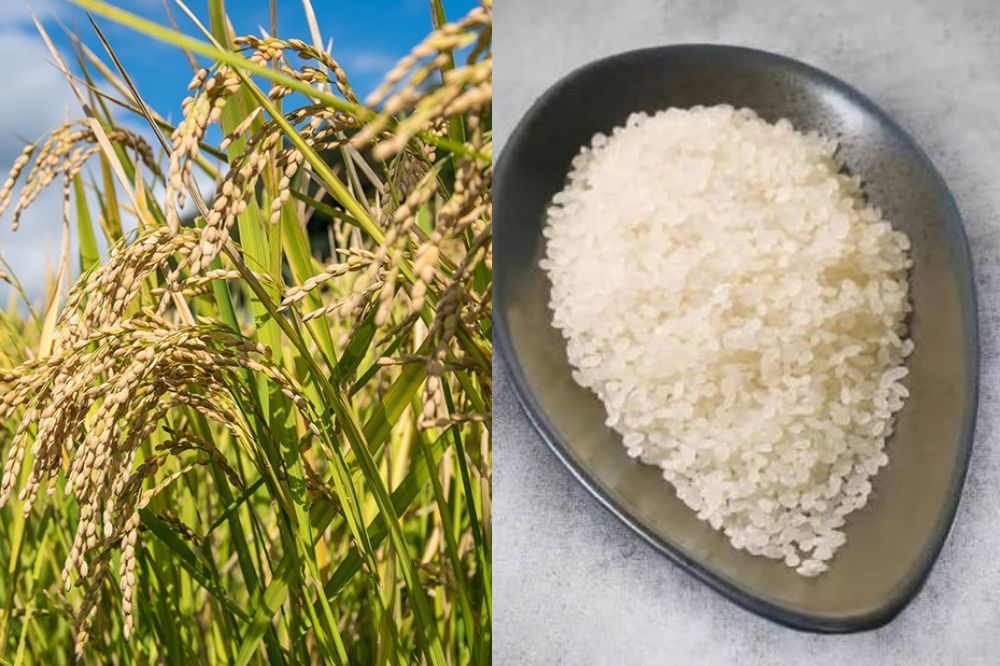 Đặc ĐIểm Lúa Japonica Sasanishiki