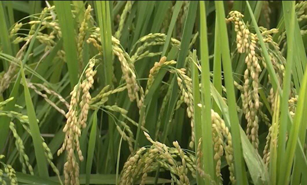 Lúa Japonica Vaas16