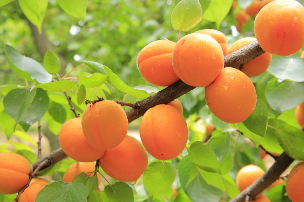 Quả mơ - Cây mơ