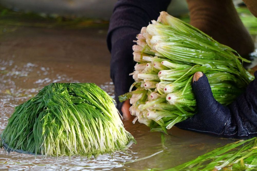 Hẹ nước