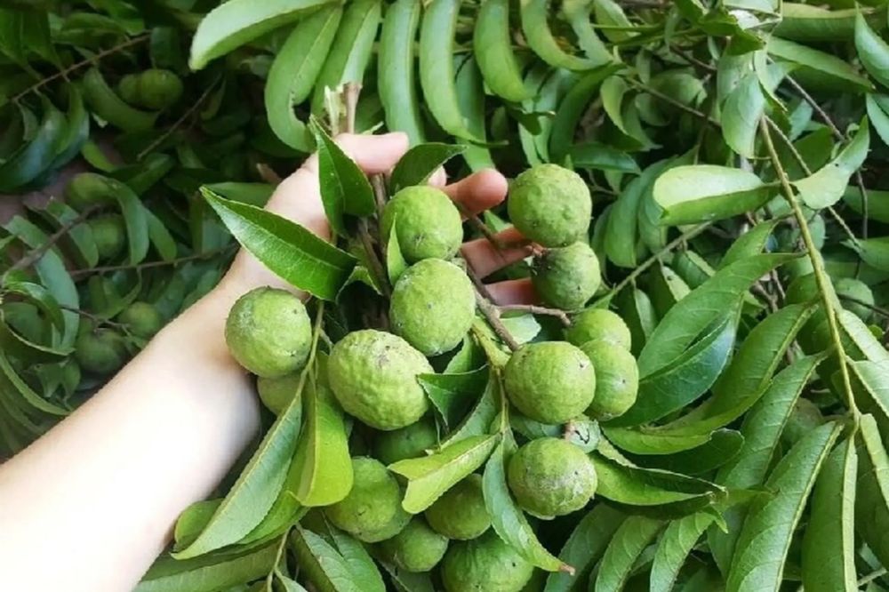 Cây Sấu- Quả Sấu - Trái Sấu