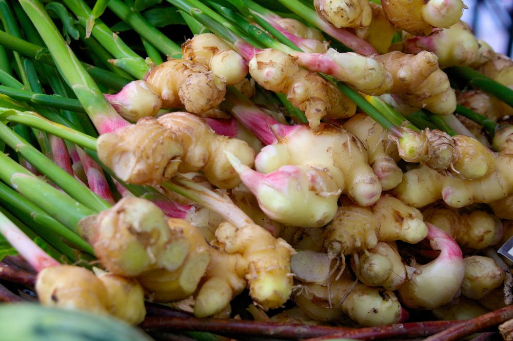 Cây Gừng - Củ Gừng