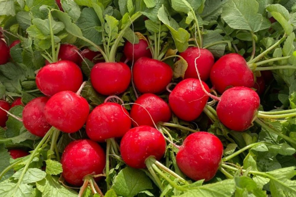 Củ Cải Đường