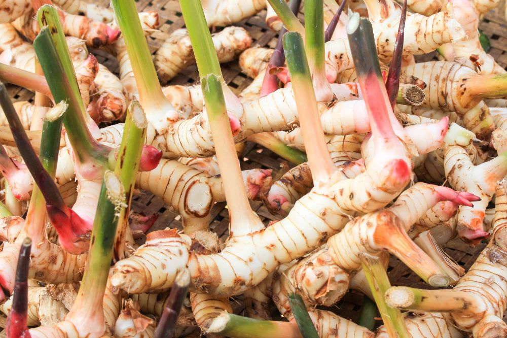 Củ Riềng - Cây Riềng