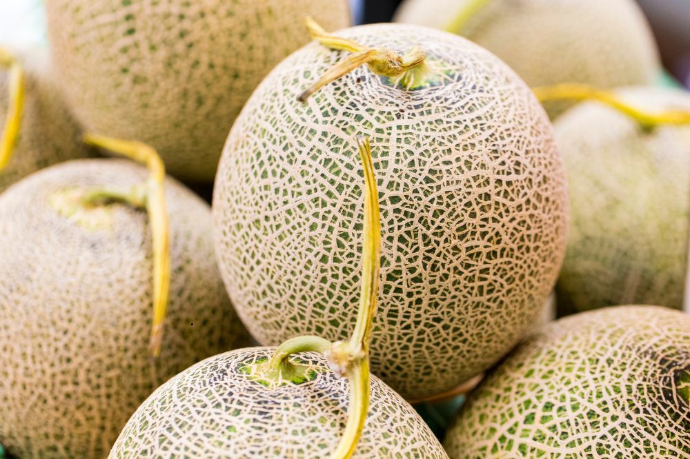 Dưa Lưới