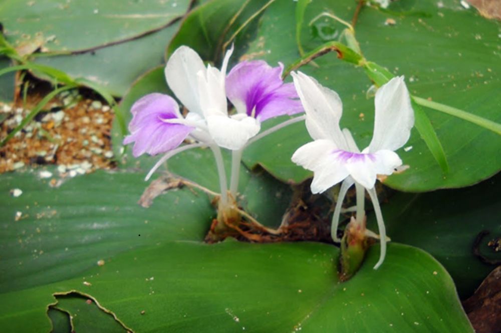 Cây Địa Liền