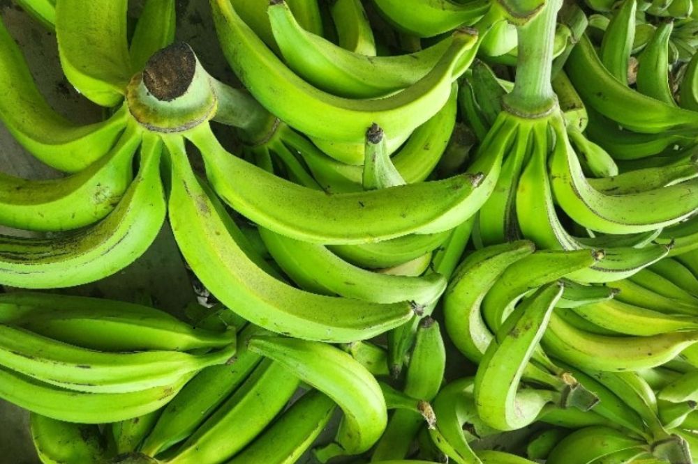 Chuối Tá Quạ