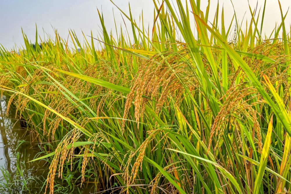 Lúa Bắc thơm số 7