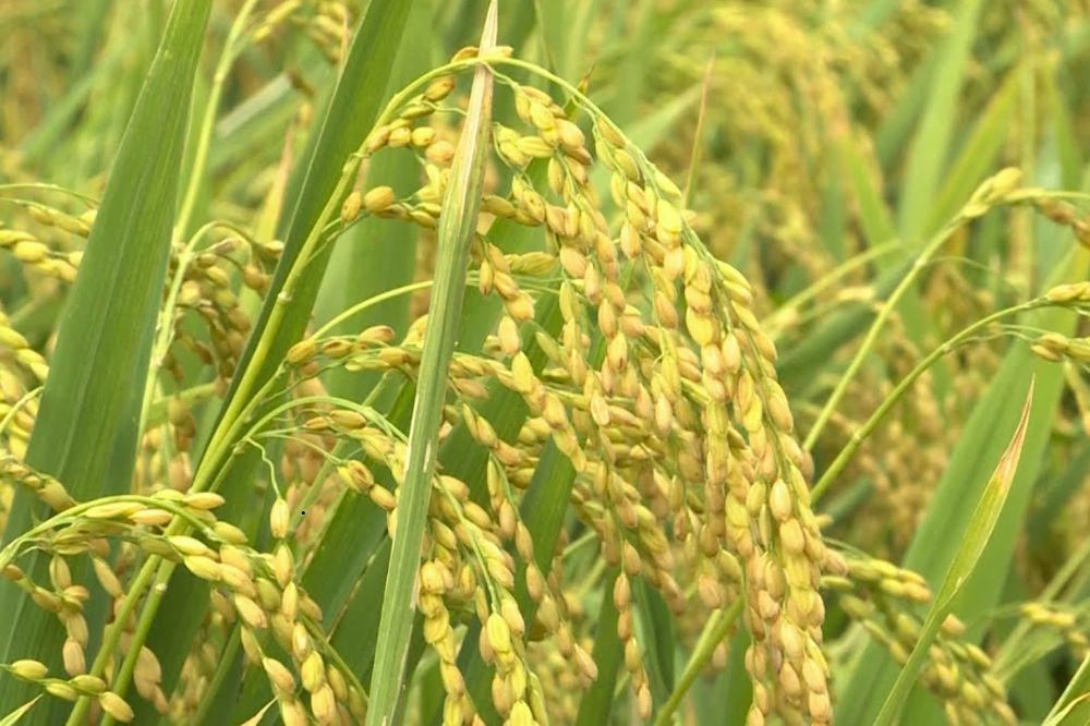 Lúa Nếp Hương
