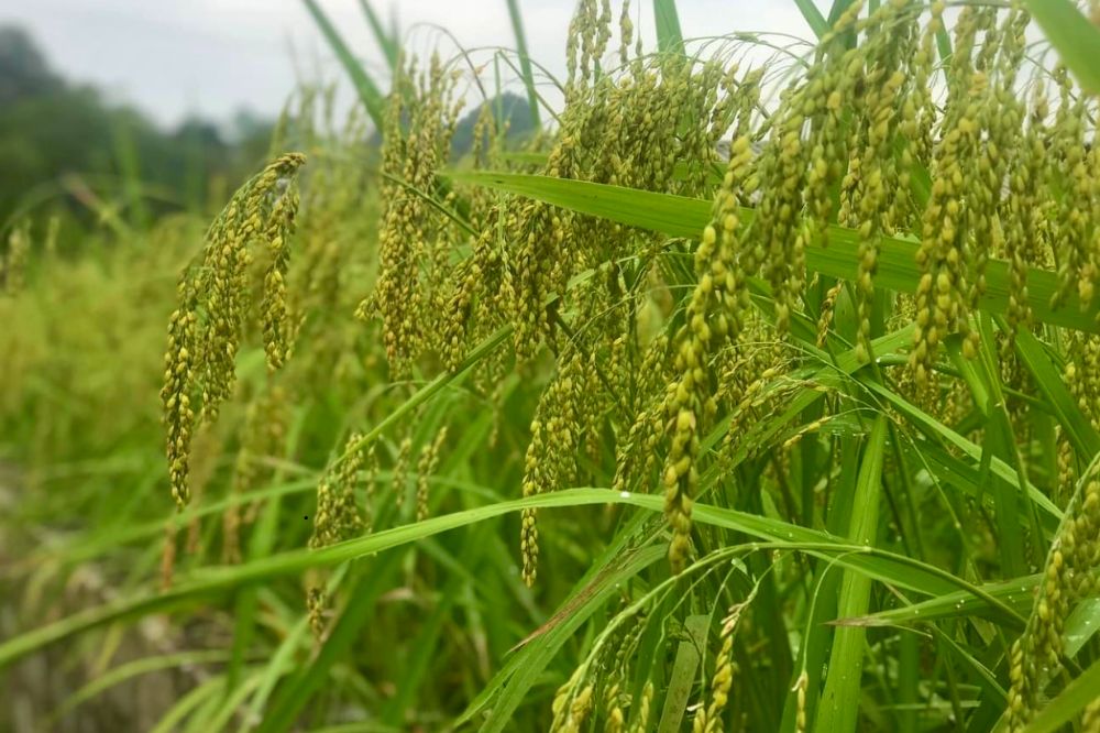Lúa nếp Pì Pất
