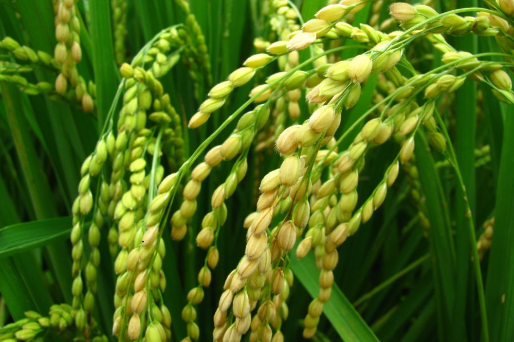 Nếp xoắn Tân Trào