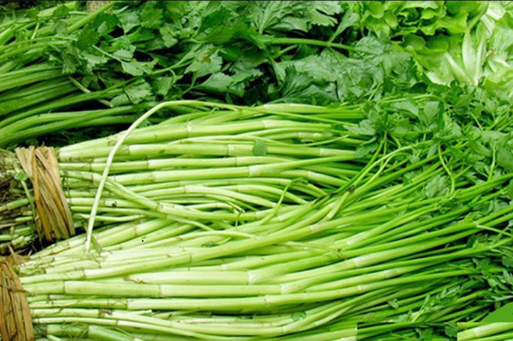 Rau Cần Ta - Cần nước