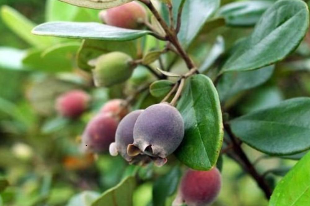 Cây Sim - Quả Sim