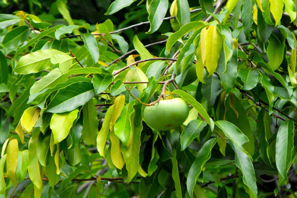 Cây Thị, Quả Thị