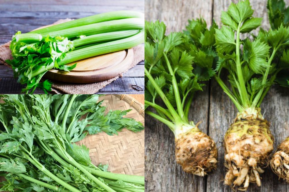 Đặc điểm Cần Tây