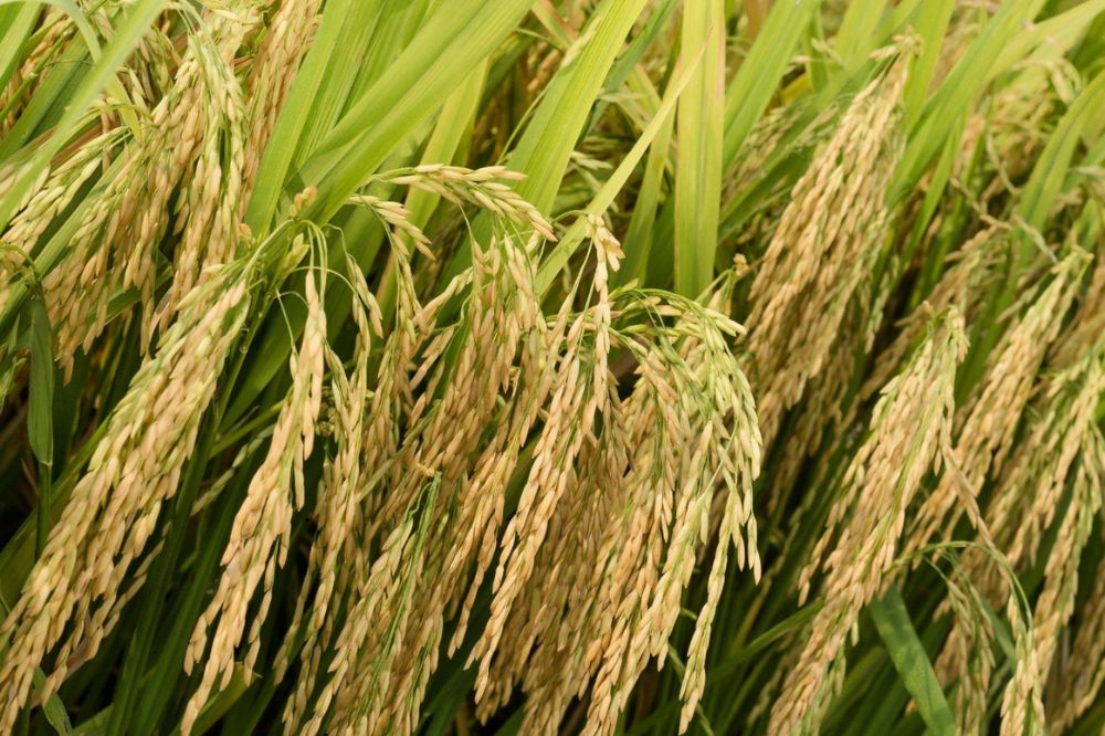 Lúa Phúc Thái 168