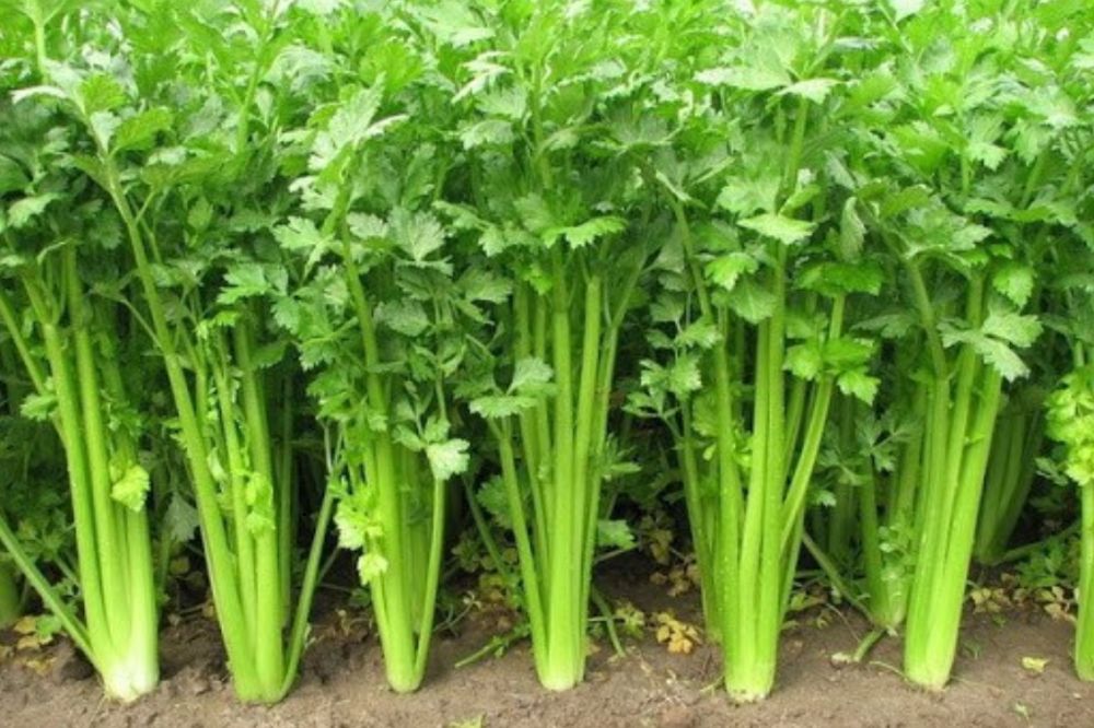 Trồng và chăm sóc Cần Tây