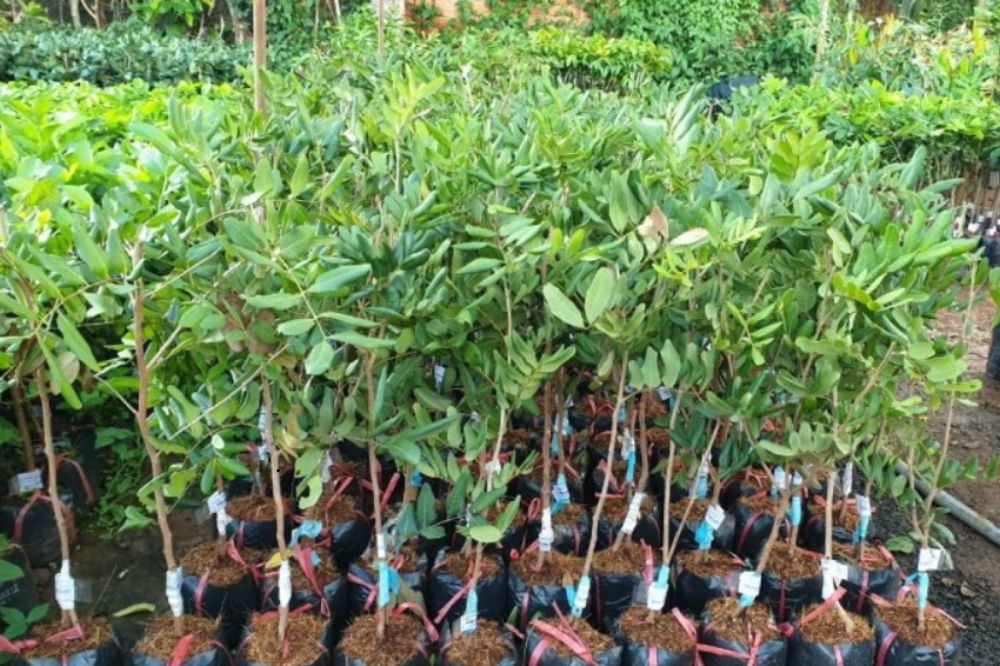 Đặc điểm Nhãn Tiêu Xuồng