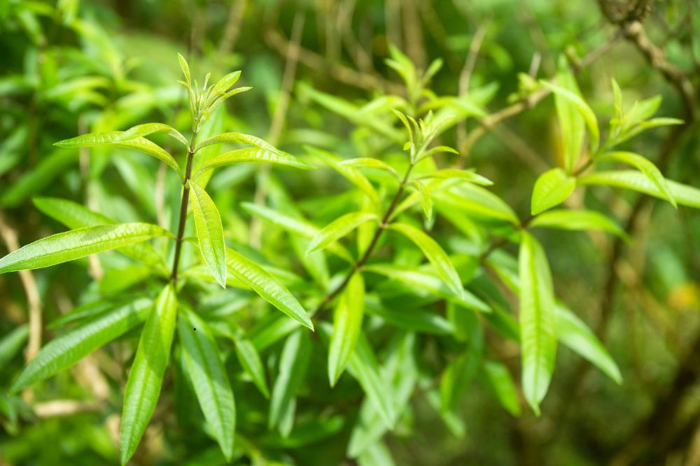 Cây Sả Chanh Pháp