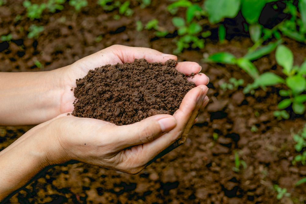 Cải Tạo Đất Bạc Màu