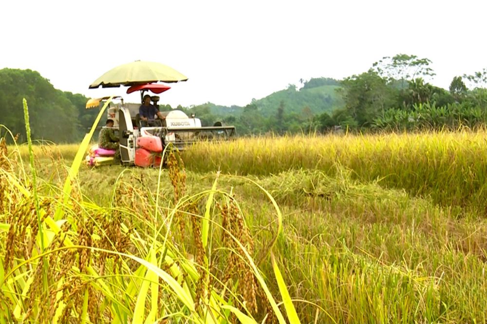 tin chi carbon lua gao