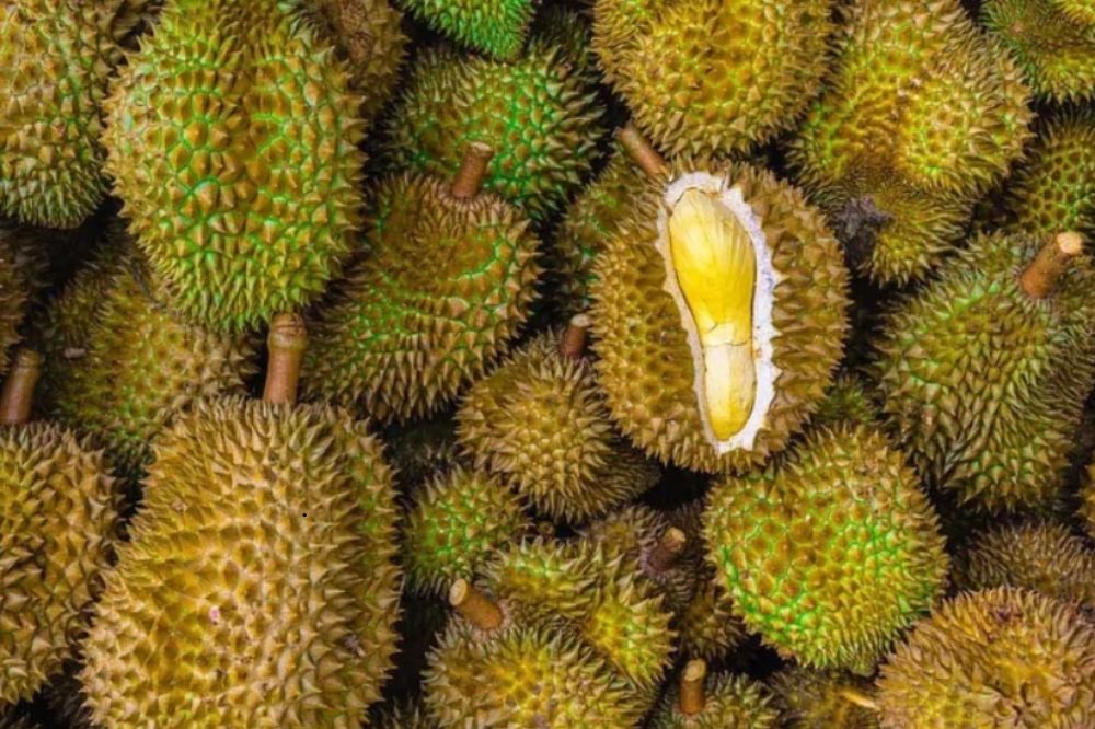 an sau va nhung loai sau ngon1