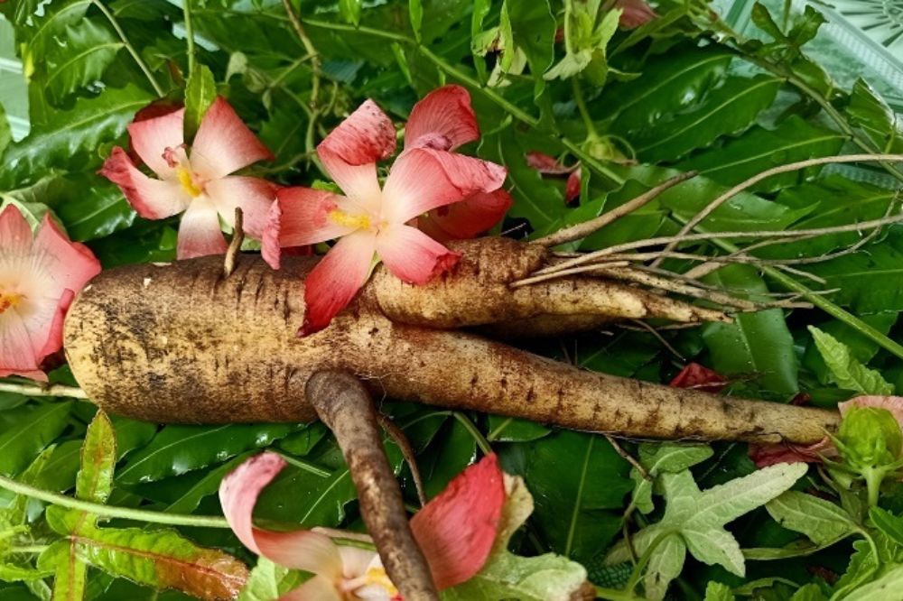 Cây Sâm Bố Chính