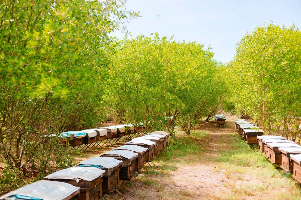 nuoi ong duoi tan cay
