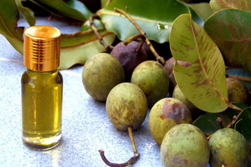 Tinh Dầu Mù U