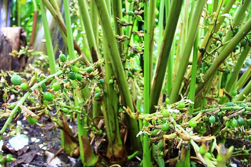 Cây Bạch Đậu Khấu