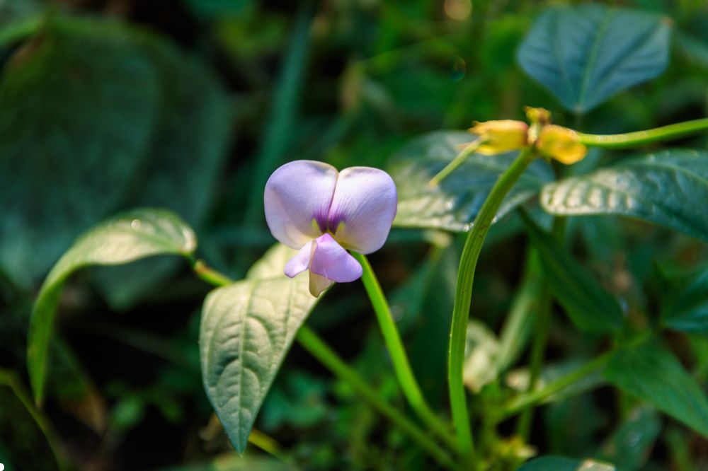 Đậu Trắng